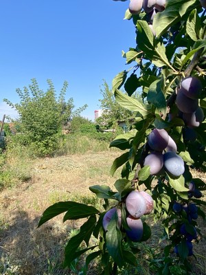 Купить  дом
